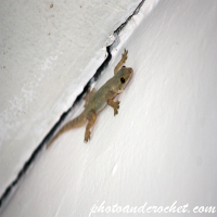 ตุ๊กแก – เกาะแน่น