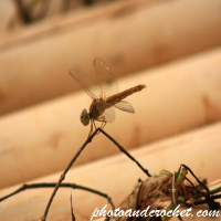 Dragonfly – Resting on a Bamboo Raft