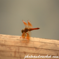 Dragonfly – Poised in Beauty on Bamboo