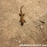 Gecko – In the Morning Sun