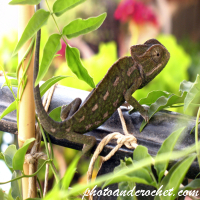 Gecko - Enjoying the view