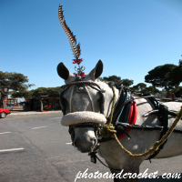 Sightseeing Horse – Am I Pretty?