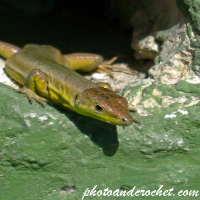 Eidechse – Vor dem Eingang