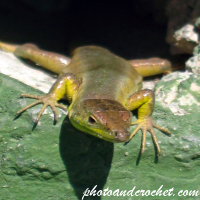 Eidechse – Neugierig unterwegs