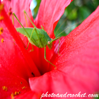 Saltamontes – Posando sobre flor roja
