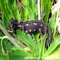 Gecko - In the green