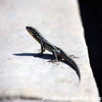 Eidechse – Sonnenbad