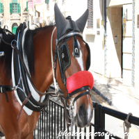 Sightseeing Horse – Waiting for Customers
