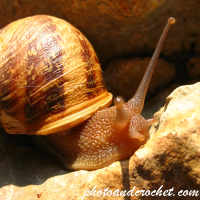 Snail - Close up