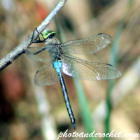 Dragonfly - Hanging on