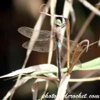 Dragonfly – Hanging on Grass