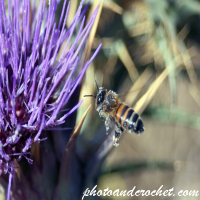 Bee – In Flight Toward the Bloom