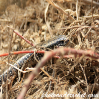 Eidechse – Versteckt