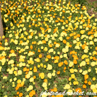 Paysage – Champ de fleurs jaunes