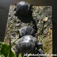 Tortuga de Reeves – Tomando el sol