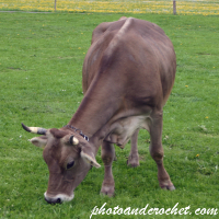 สัตว์ในฟาร์ม – วัวหิวกำลังกินหญ้า