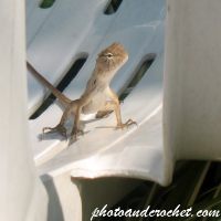 Gecko – Auf der Sonnenliege