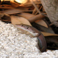 Eidechse – Vorsichtig