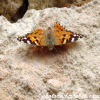 Butterfly – Sunbathing on a Stone Wall
