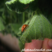 Ladybird – Feeding on a Leaf
