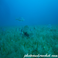 Aquatic Background - Into the open