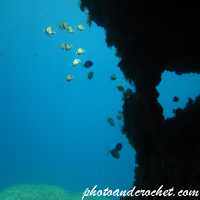 Aquatic Background - Bream on the reef