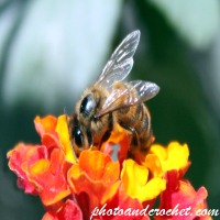 Bee – Feeding on a Yellow-Red Flower