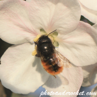 Bee – Feeding on an Apple Flower