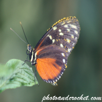 Butterfly – Monarch (Danaus plexippus)