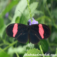Papillon – Petit Postier (Heliconius erato)