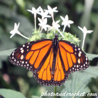 Butterfly – Monarch (Danaus plexippus) 02