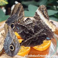 Butterfly – Owl Butterfly – Big Family