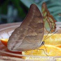 Mariposa – Mariposa marrón alimentándose