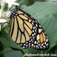 Butterfly – Monarch (Danaus plexippus)
