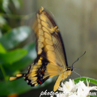 Butterfly – Swallowtail (Papilio machaon) – Always Moving