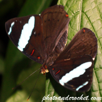 Mariposa – Belleza en blanco y negro