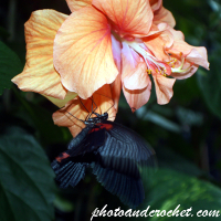 Farfa – Sbuħija sewda tgħaddi xi ħaġa