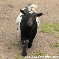 สัตว์ในฟาร์ม – แพะขี้สงสัย