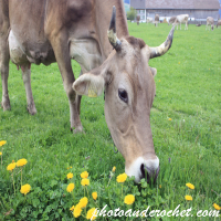 สัตว์ในฟาร์ม – วัวหิวกินหญ้า