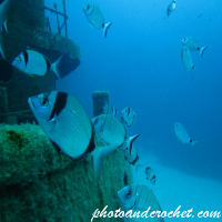 Aquatic Background - Bream guarding the wreck
