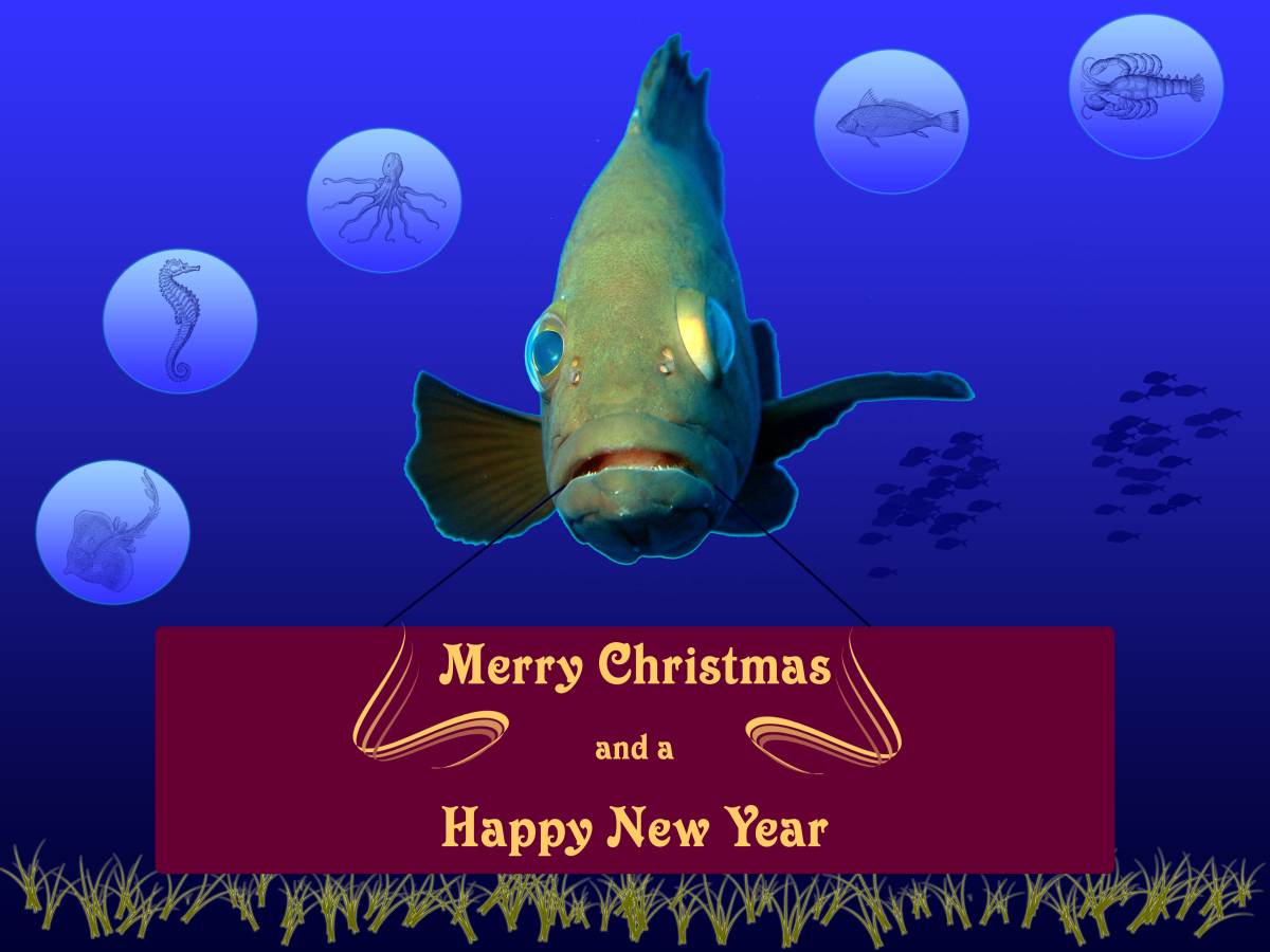 Christmas Card - Image