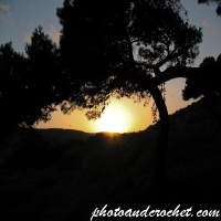 Sunset Through Tree Branches Between Xemxija and Mellieha