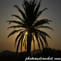 Sunset Through a Palm Tree Silhouette