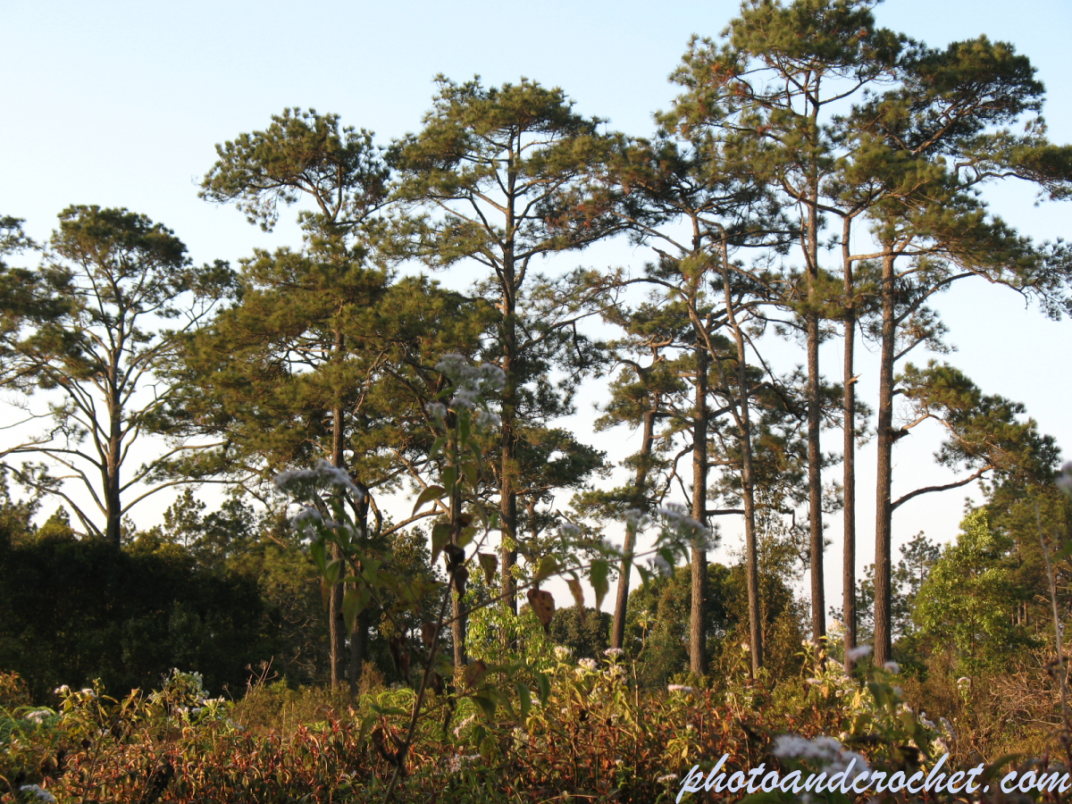 Phu Kradueng - Image
