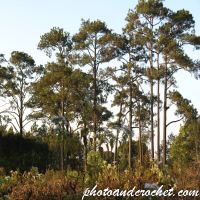 Phu Kradueng National Park