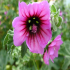 Common Hollyhock