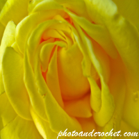 พืชพรรณ – แกลเลอรีสีเขียวของธรรมชาติ