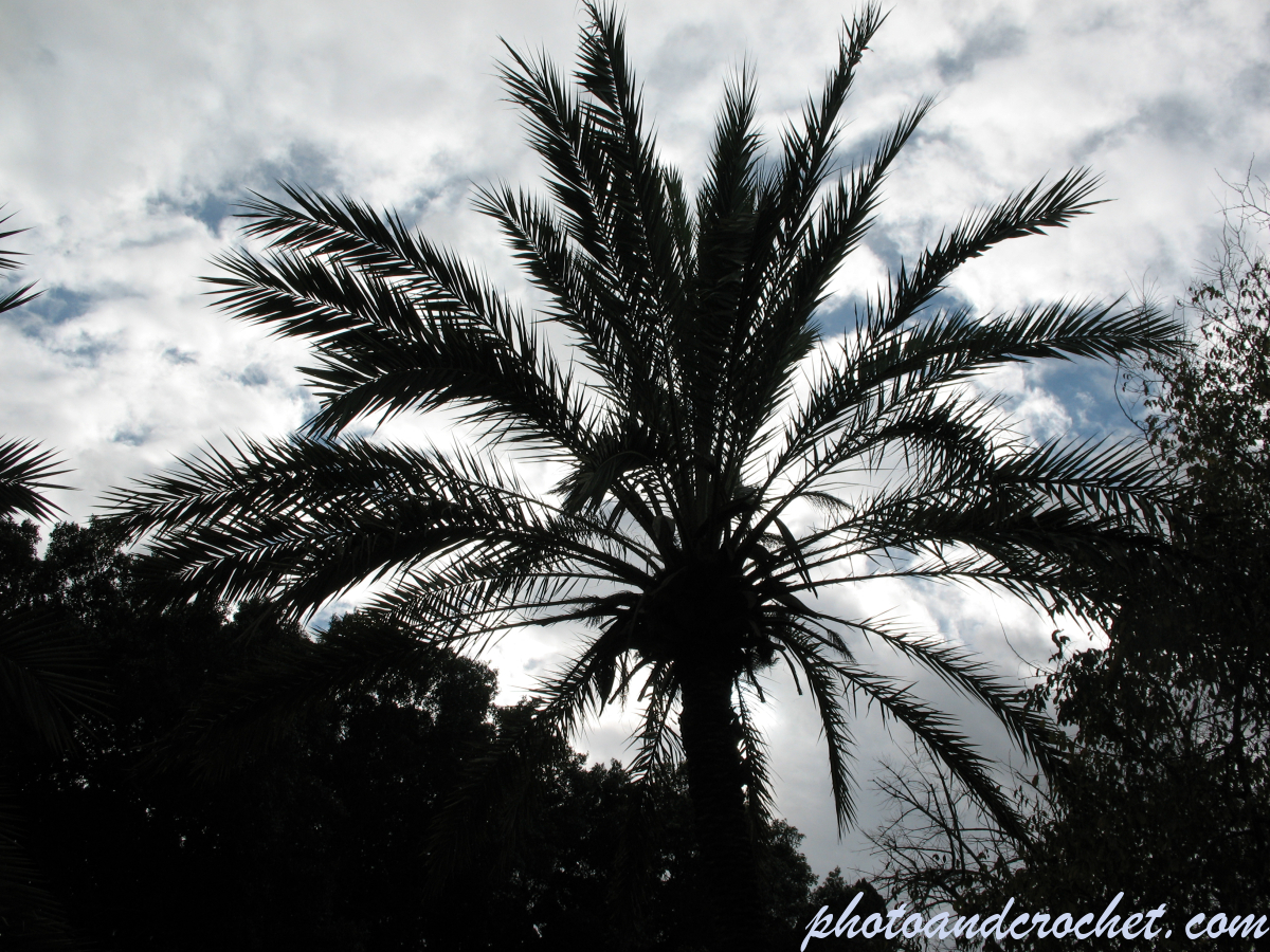 Palm tree - Image