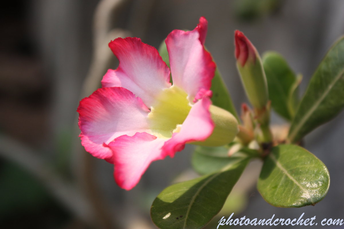 Desert Rose - Image
