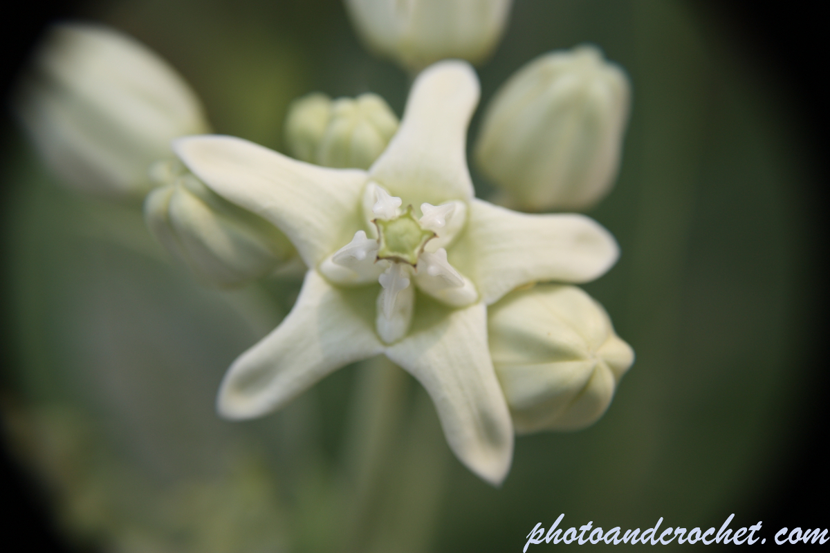 Tropical plant - Image